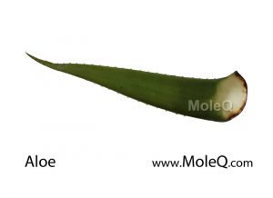 Aloe