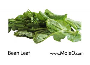BeanLeaf