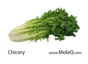 Chicory