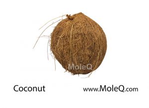 Coconut