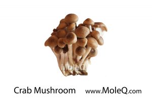CrabMushroom
