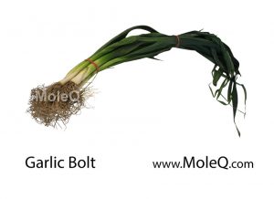 GarlicBolt