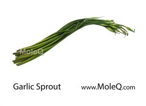 GarlicSprout