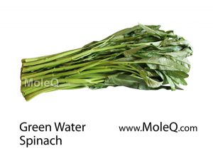 GreenWaterSpinach