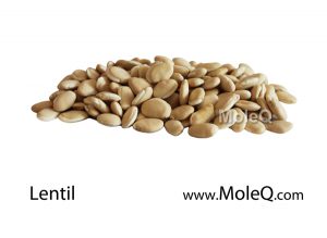 Lentil