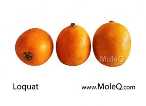 Loquat
