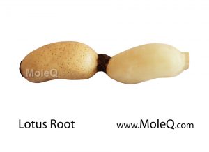 LotusRoot