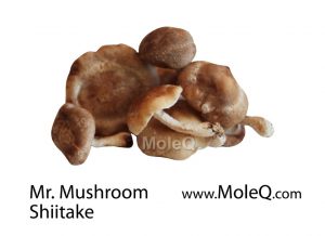 Mr-Mushroom Shiitake