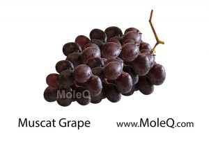 MuscatGrape
