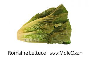 RomaineLettuce