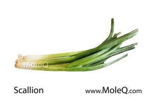 Scallion