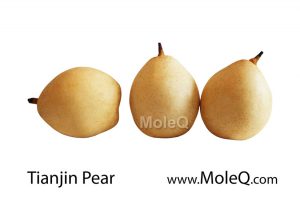 TianjinPear