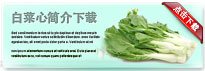 bokchoysum-thum-cn
