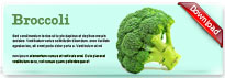 broccoli-thum-en