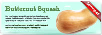 butternutsquash-thum-en