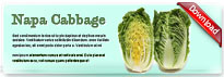 cabbage-thum-en