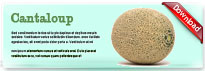 cantaloupe-thum-en