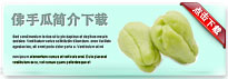 chayote-thum-cn