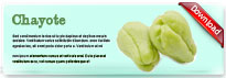 chayote-thum-en