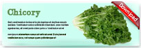 chicory-thum-en