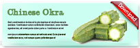 chineseokra-thum-en