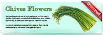 chivesflowers-thum-en