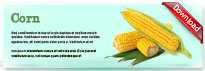 corn-thum-en