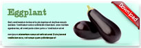 eggplant-thum-en