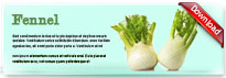 fennel-thum-en