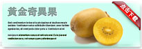 goldkiwi-thum-cn