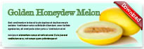 goldenhoneydewmelon-thum-en