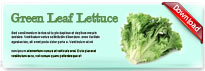 greenleaflettuce-thum-en