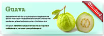 guava-thum-en