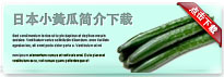 japanesecucumber-thum-cn