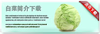 koreancabbage-thum-cn