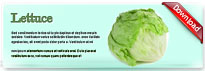 lettuce-thum-en