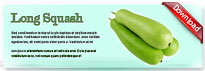 longsquash-thum-en