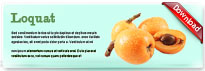 loquat-thum-en