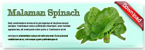 malamanspinach-thum-en