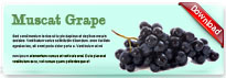 muscatgrape-thum-en