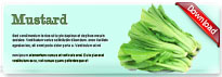 mustard-thum-en