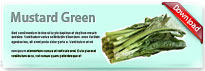 mustardgreen-thum-en