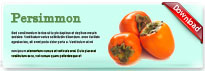 persimmon-thum-en