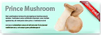 princemushroom-thum-en
