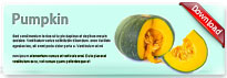 pumpkin-thum-en