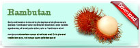 rambutan-thum-en