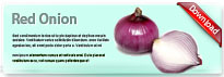 redonion-thum-en