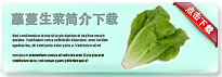 romainelettuce-thum-cn