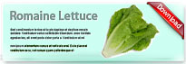 romainelettuce-thum-en