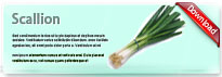 scallion-thum-en